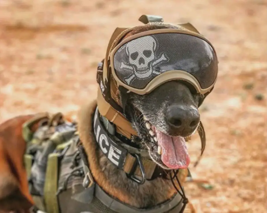 Innovative hearing protection to safeguard military working dogs