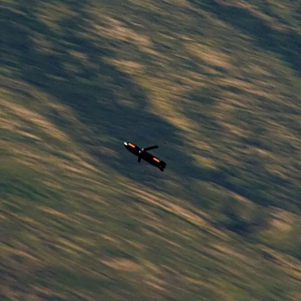 Anduril’s Barracuda-500 is a turbojet-powered cruise missile with a range above 500 nautical miles and a payload exceeding 100 pounds. A seven-year U.S. agreement covers fighter-carried and pallet-launched variants, with deliveries planned from 2027 (Picture source: Anduril).